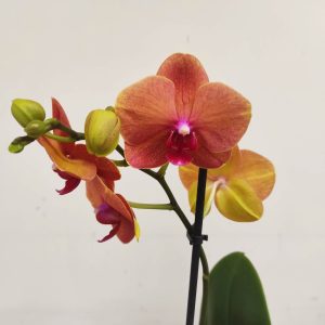 Phalaenopsis V.12