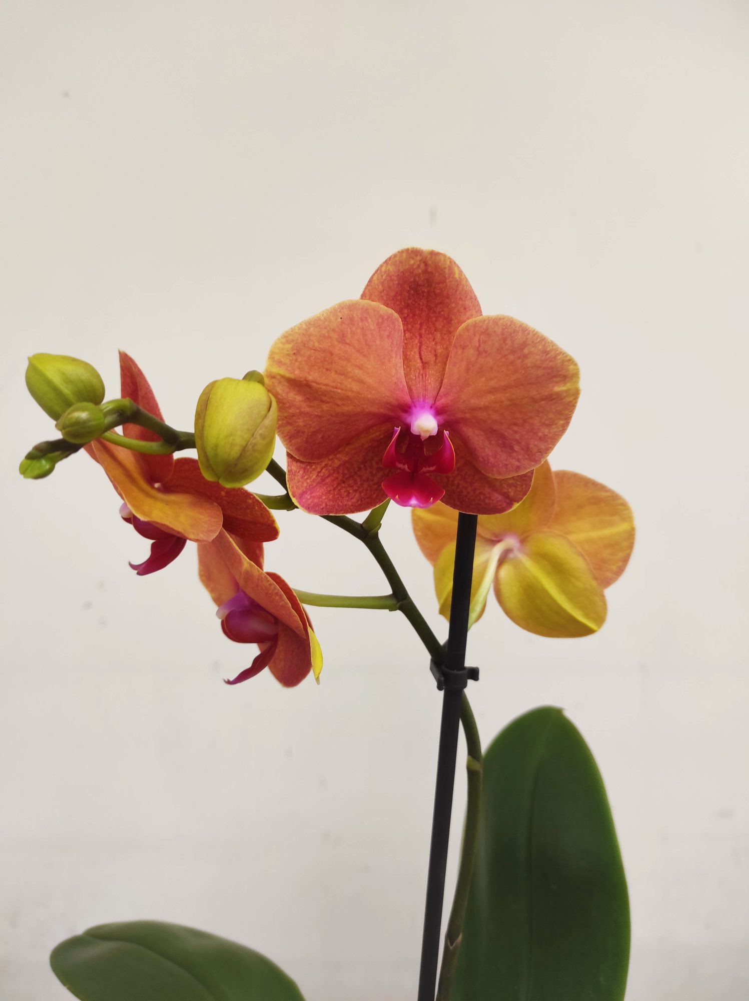 Phalaenopsis V.12