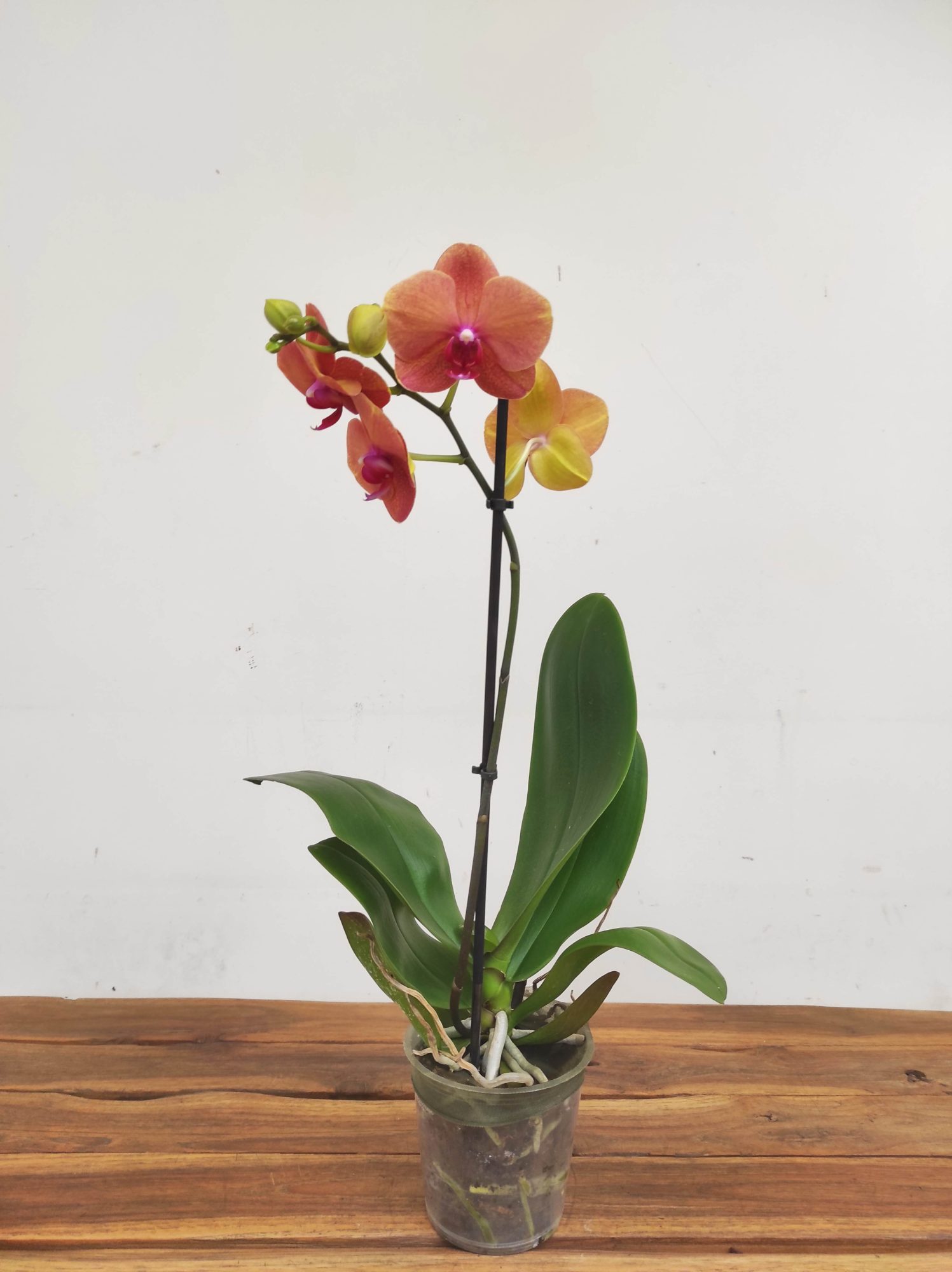 Phalaenopsis V.12 - Image 2
