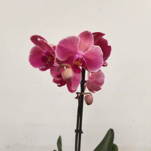 Phalaenopsis V.12