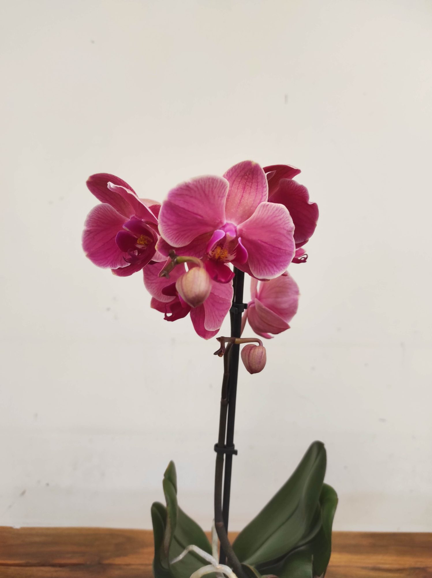 Phalaenopsis V.12