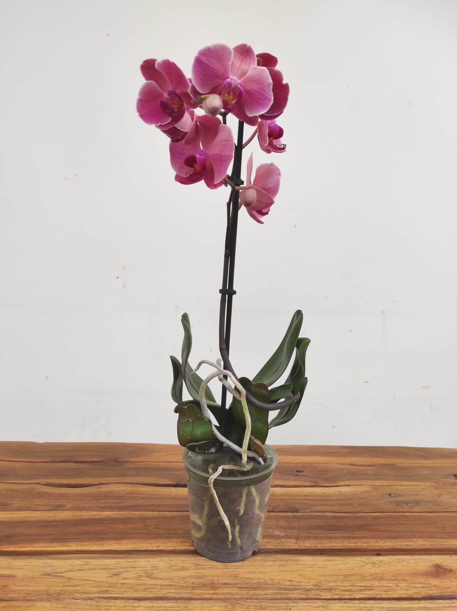Phalaenopsis V.12 - Image 2