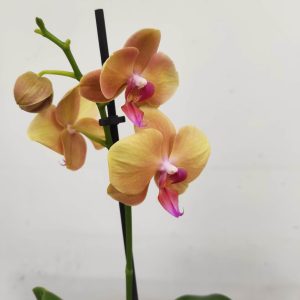 Phalaenopsis V.12