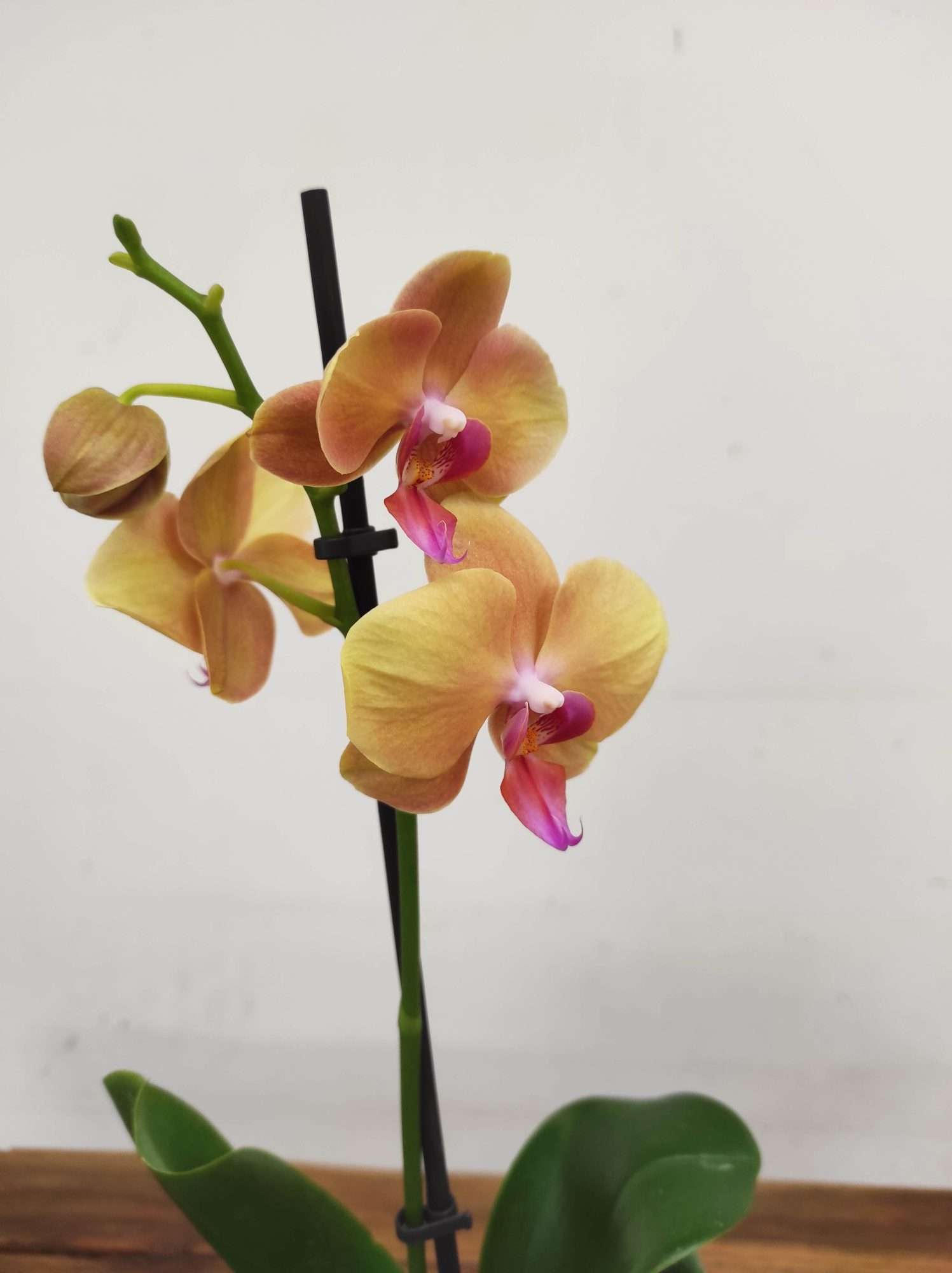 Phalaenopsis V.12