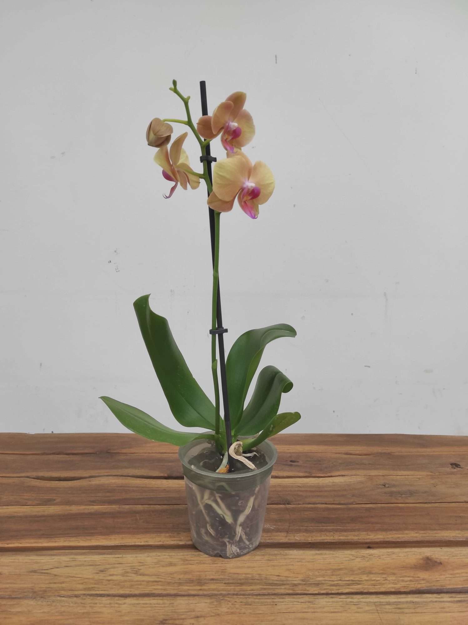 Phalaenopsis V.12 - Image 2