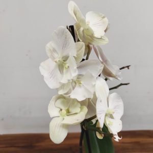 Phalaenopsis V.12