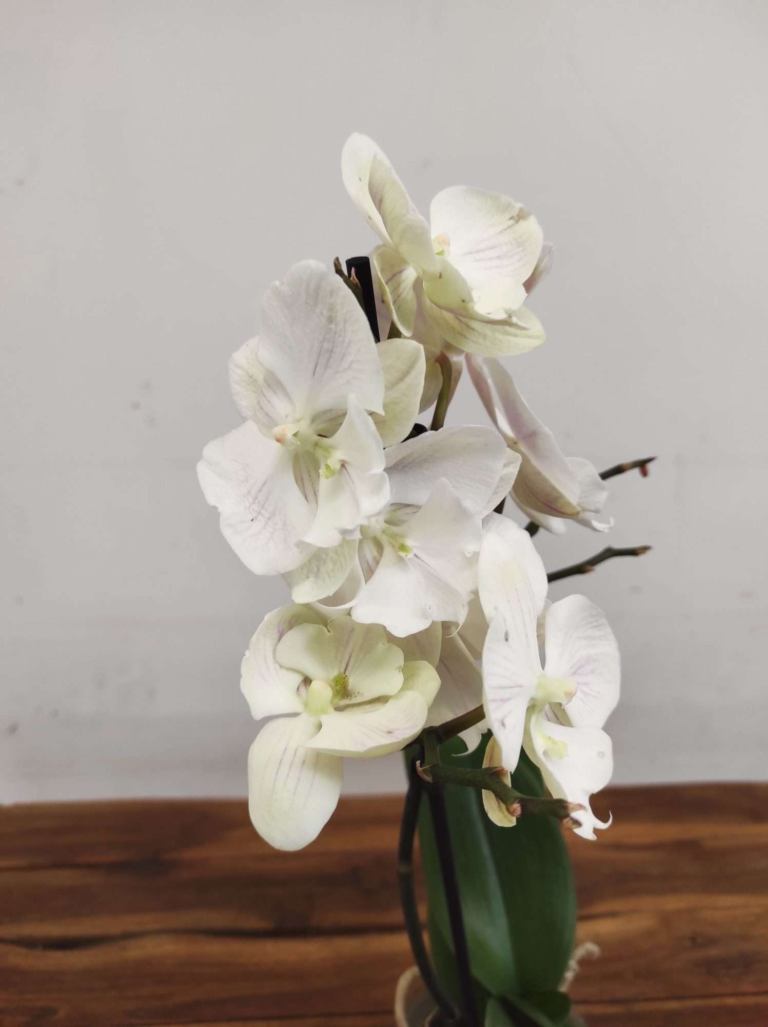 Phalaenopsis V.12