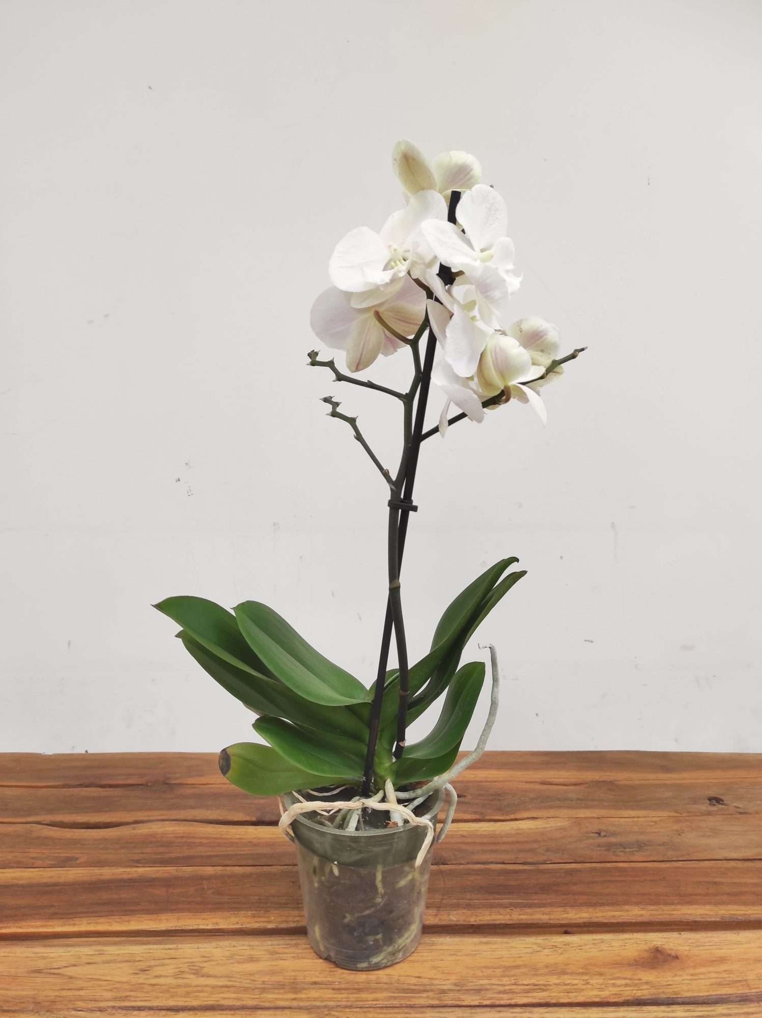 Phalaenopsis V.12 - Image 2