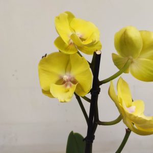 Phalaenopsis V.12