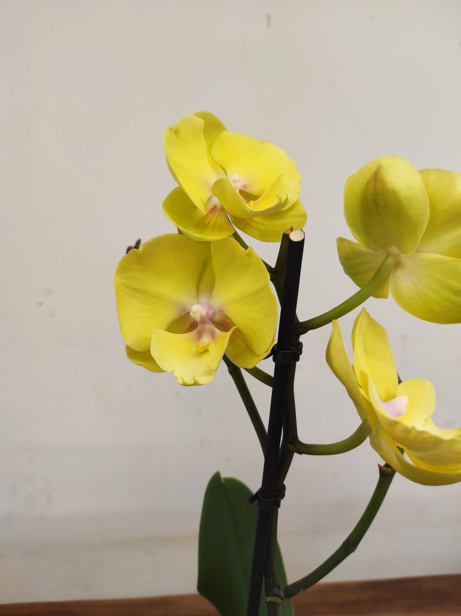 Phalaenopsis V.12