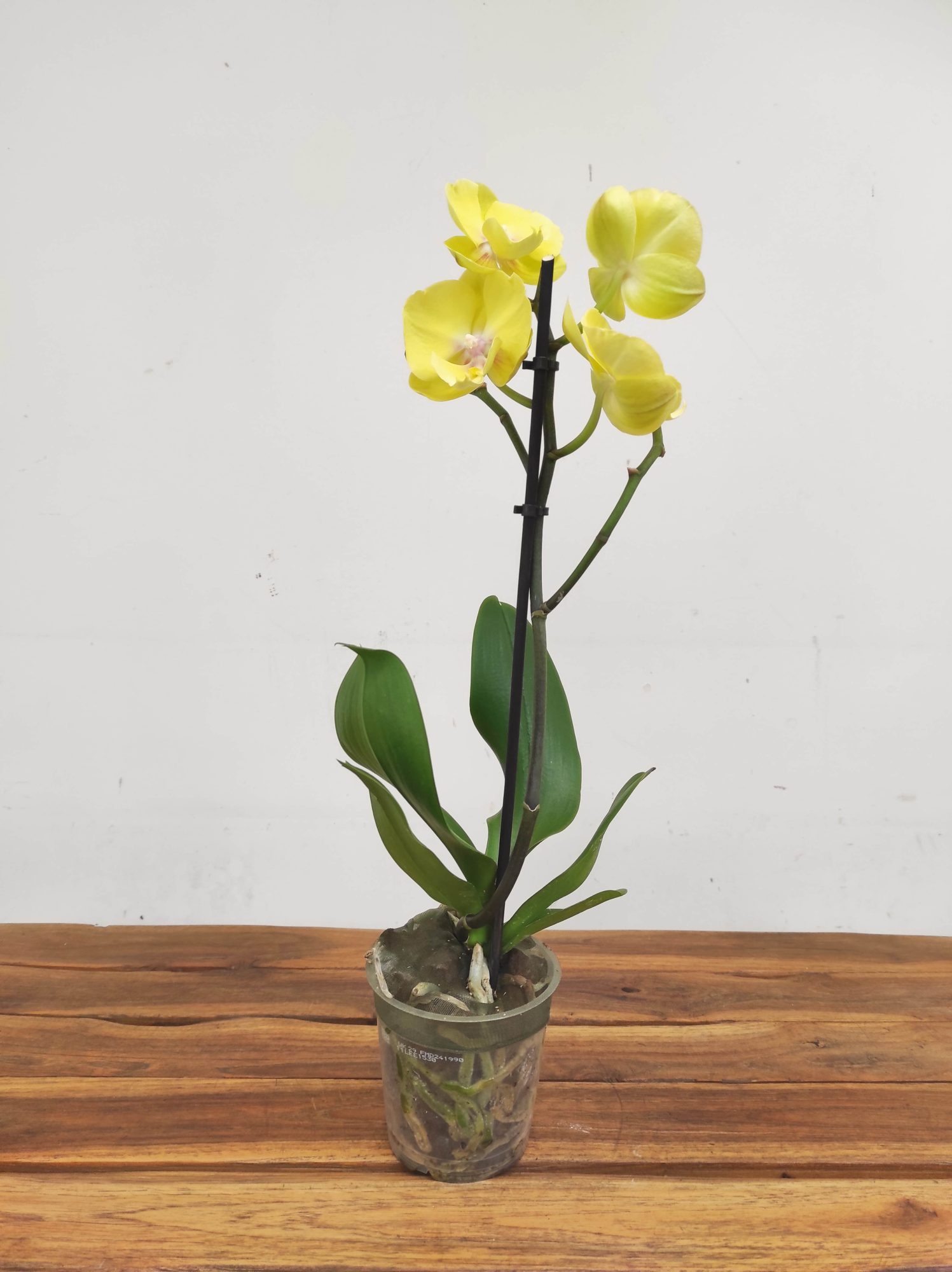 Phalaenopsis V.12 - Image 2