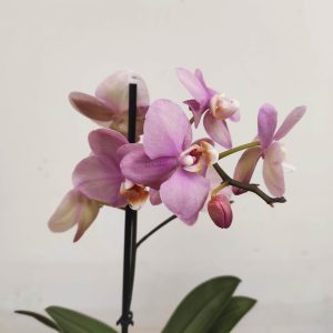 Phalaenopsis V.12
