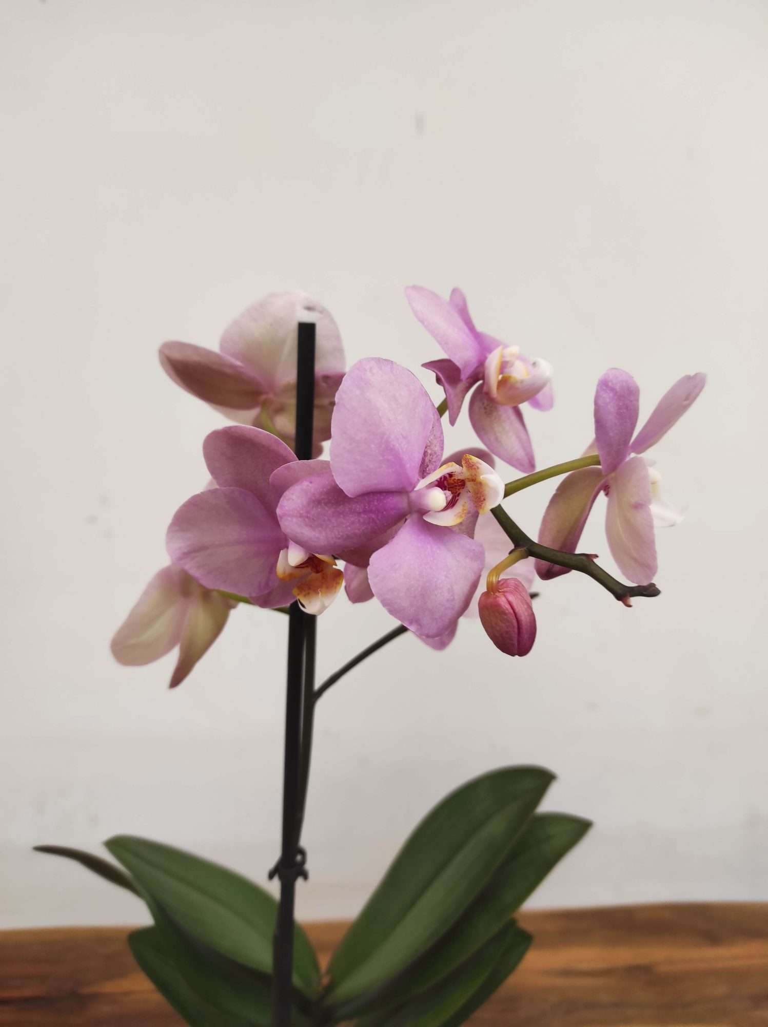 Phalaenopsis V.12
