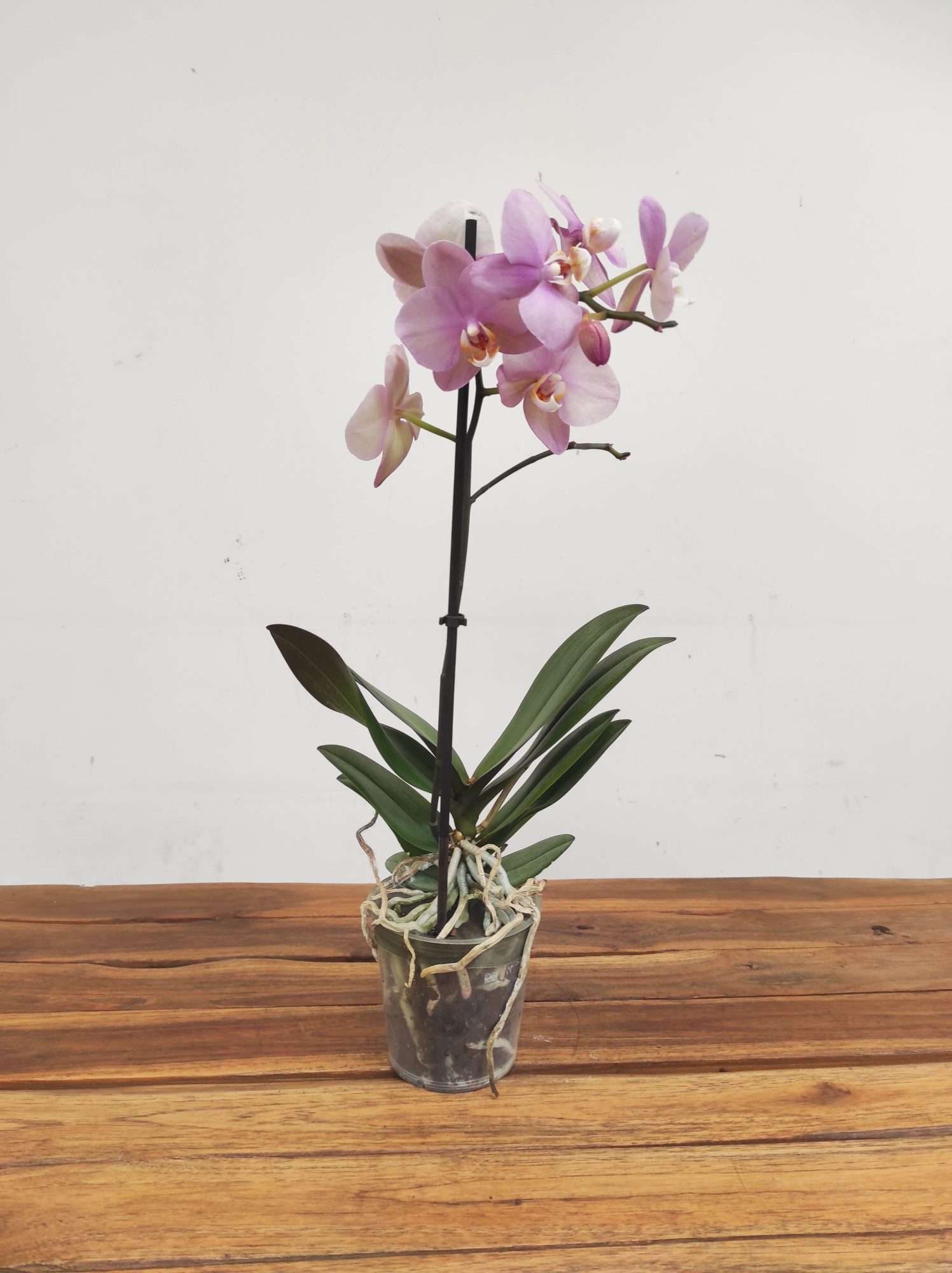 Phalaenopsis V.12 - Image 2