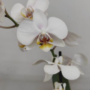 Phalaenopsis V.12