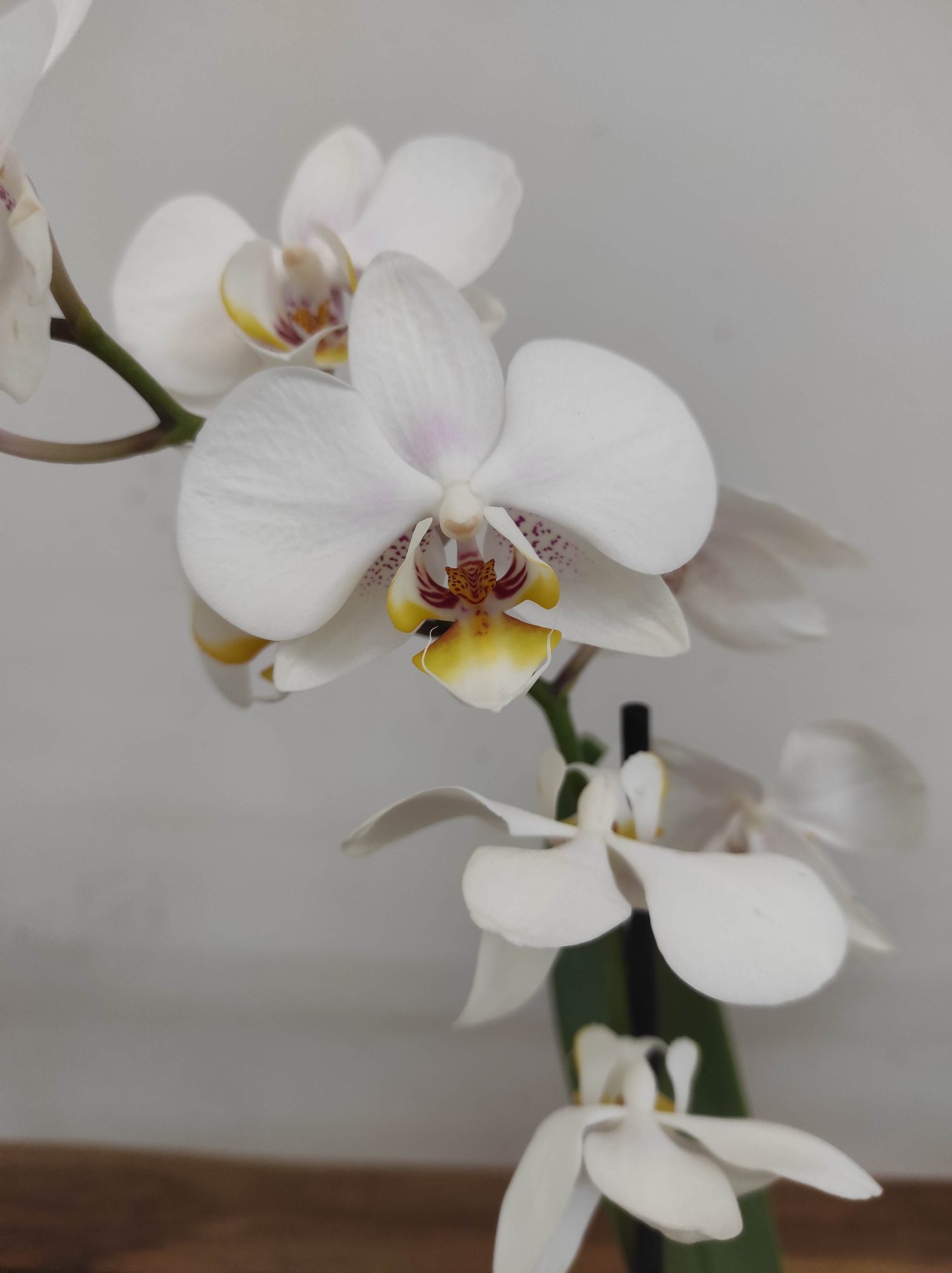 Phalaenopsis V.12