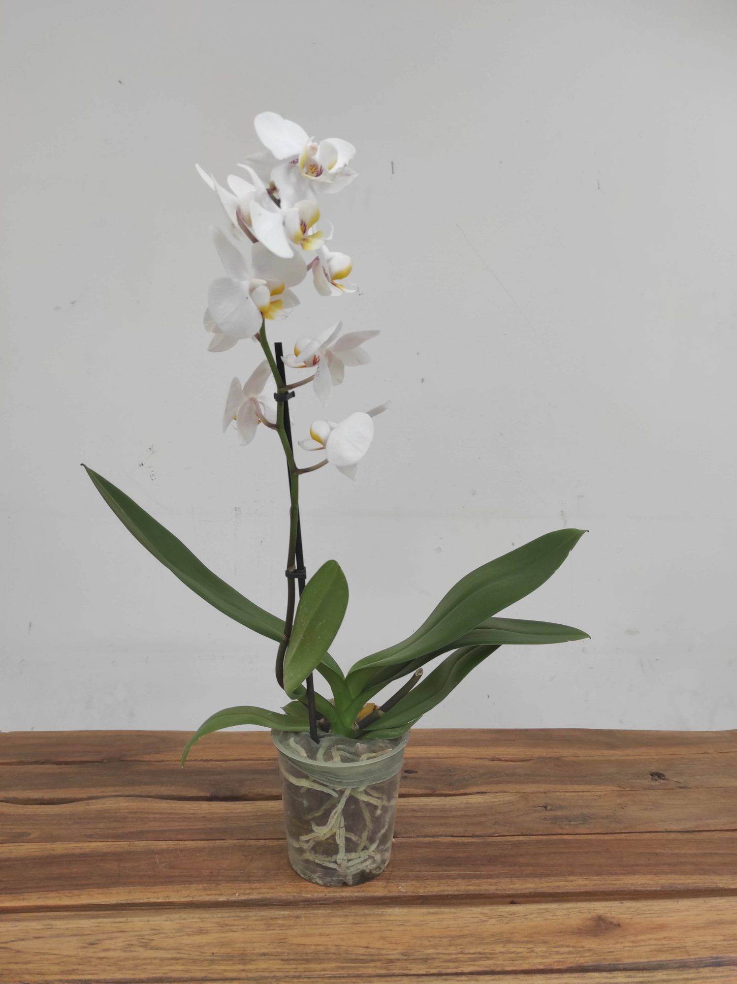 Phalaenopsis V.12 - Image 2