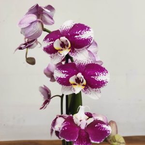 Phalaenopsis V.12
