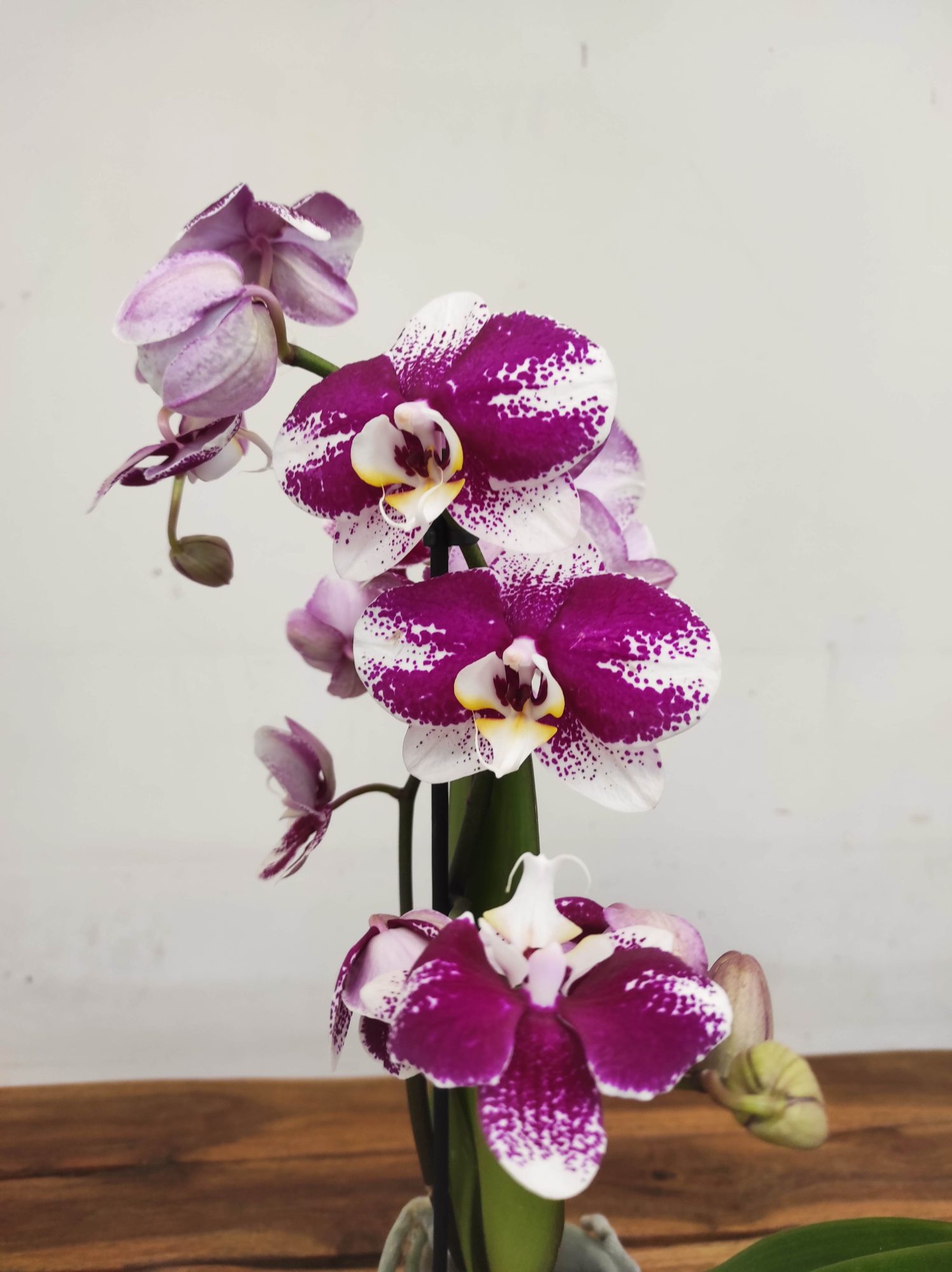 Phalaenopsis V.12