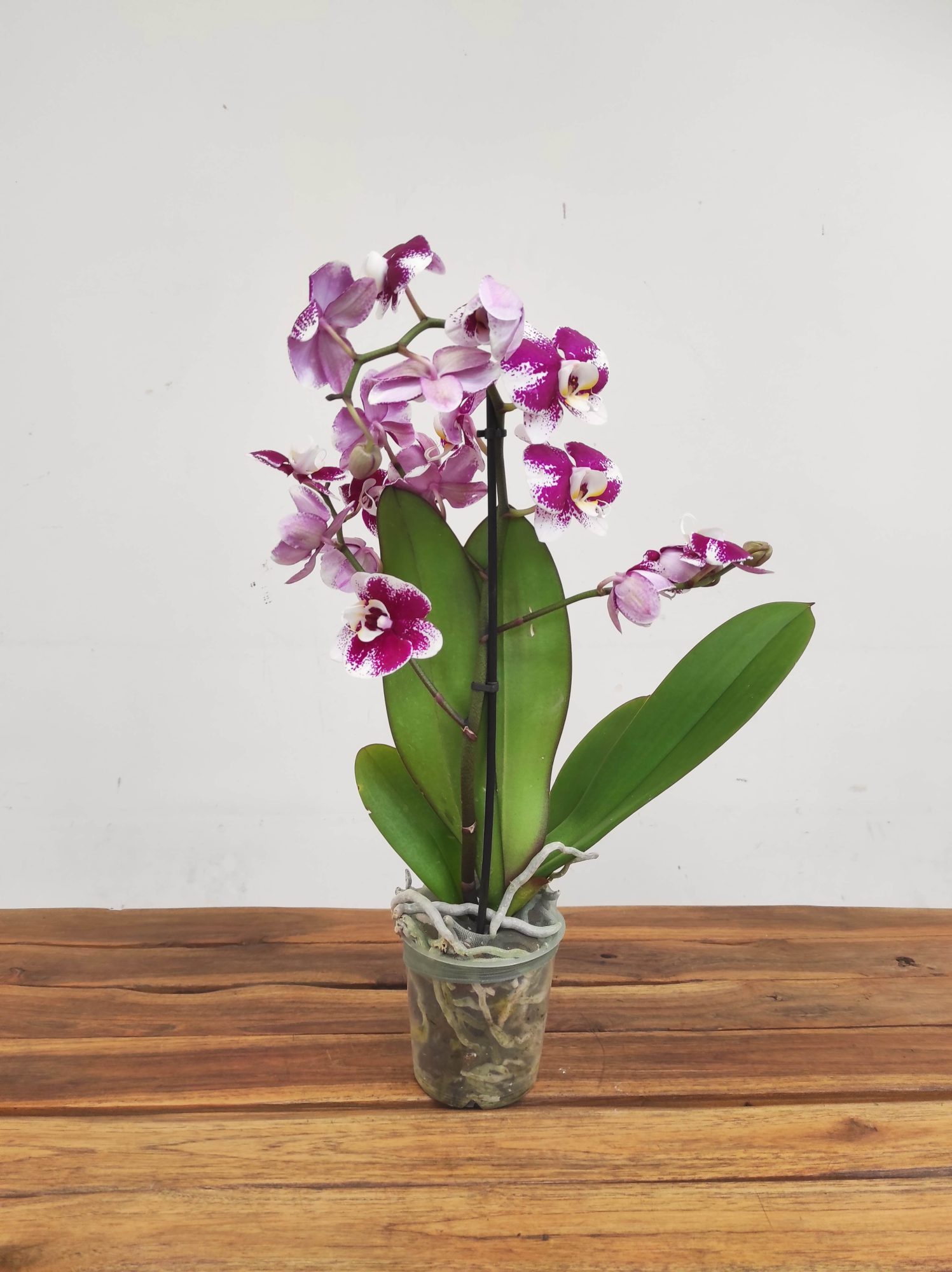 Phalaenopsis V.12 - Image 2