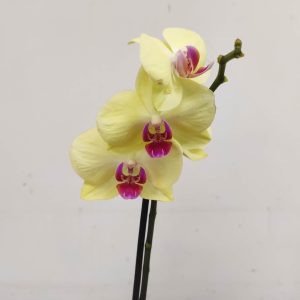 Phalaenopsis V.12