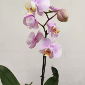 Phalaenopsis V.12