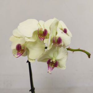 Phalaenopsis V.12