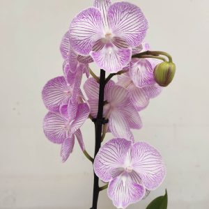 Phalaenopsis V.12