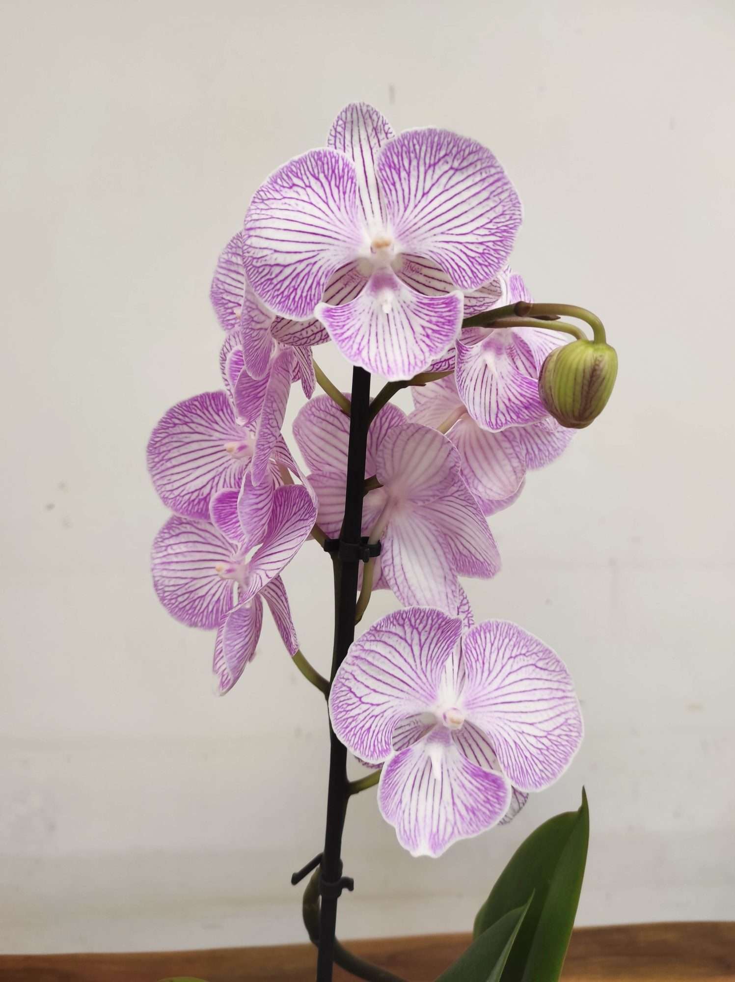 Phalaenopsis V.12