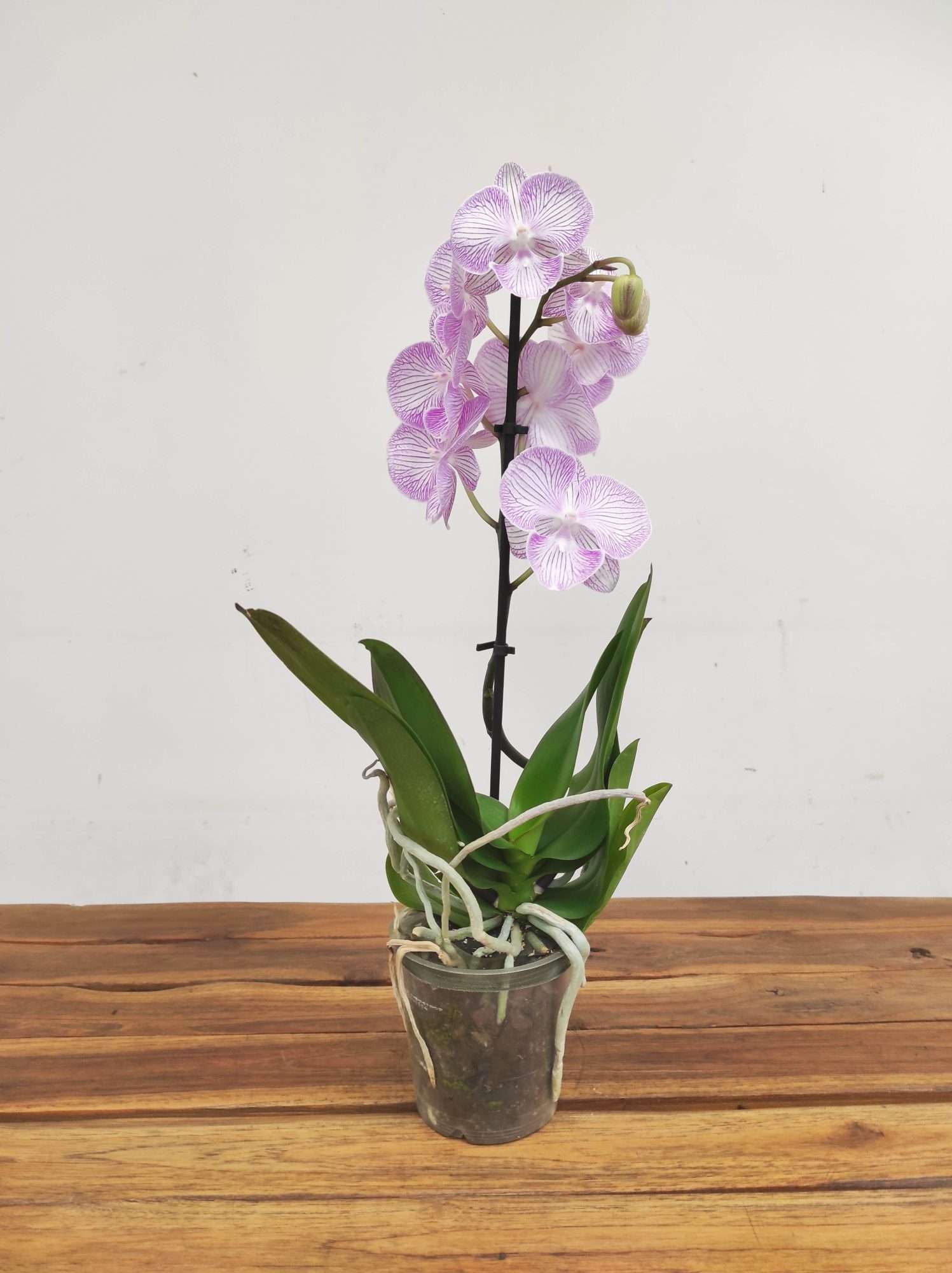 Phalaenopsis V.12 - Image 2