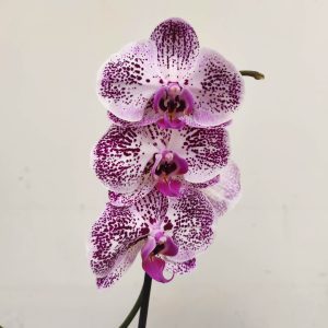 Phalaenopsis V.12