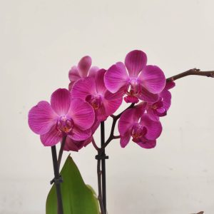 Phalaenopsis V.12