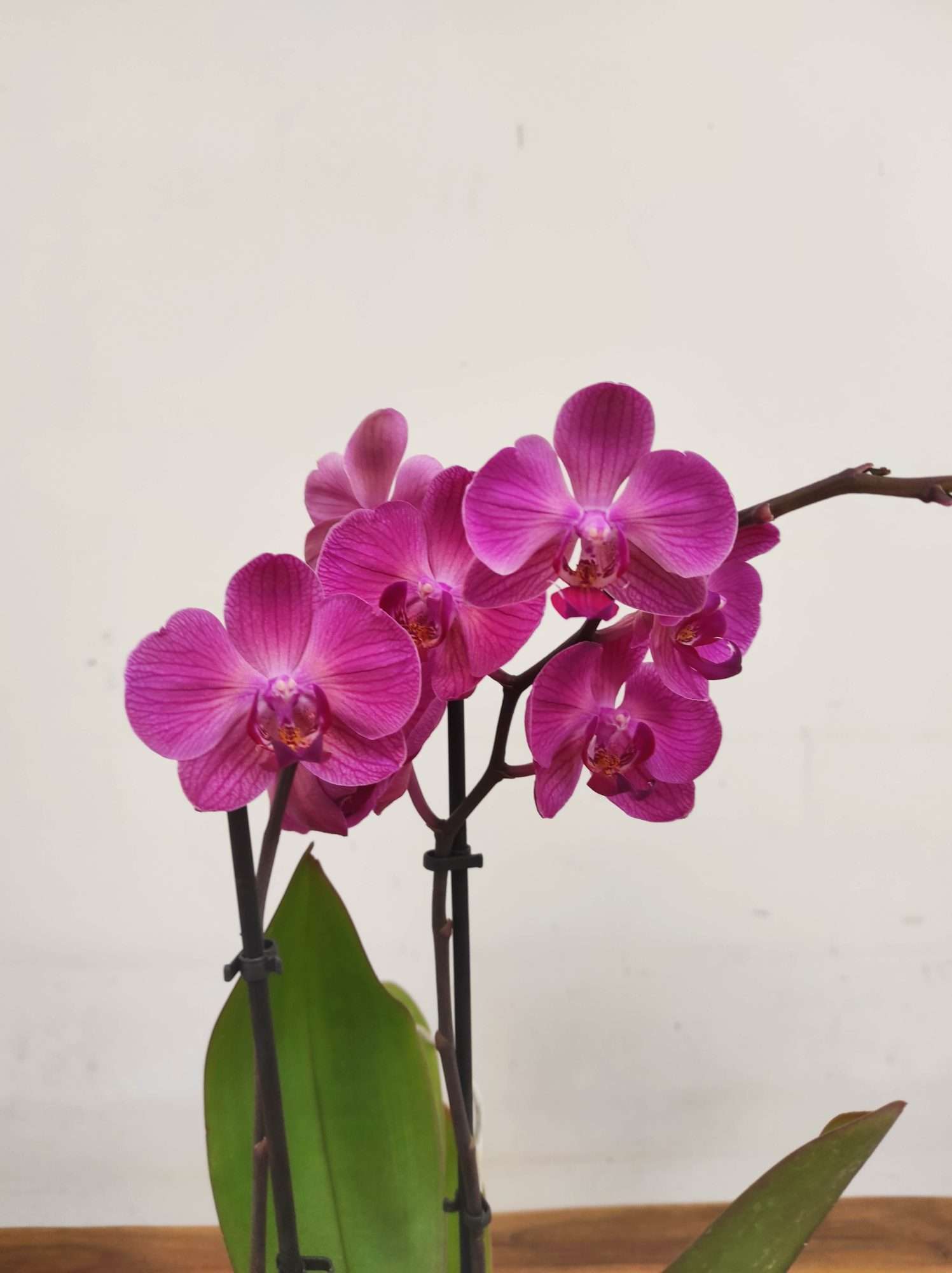 Phalaenopsis V.12