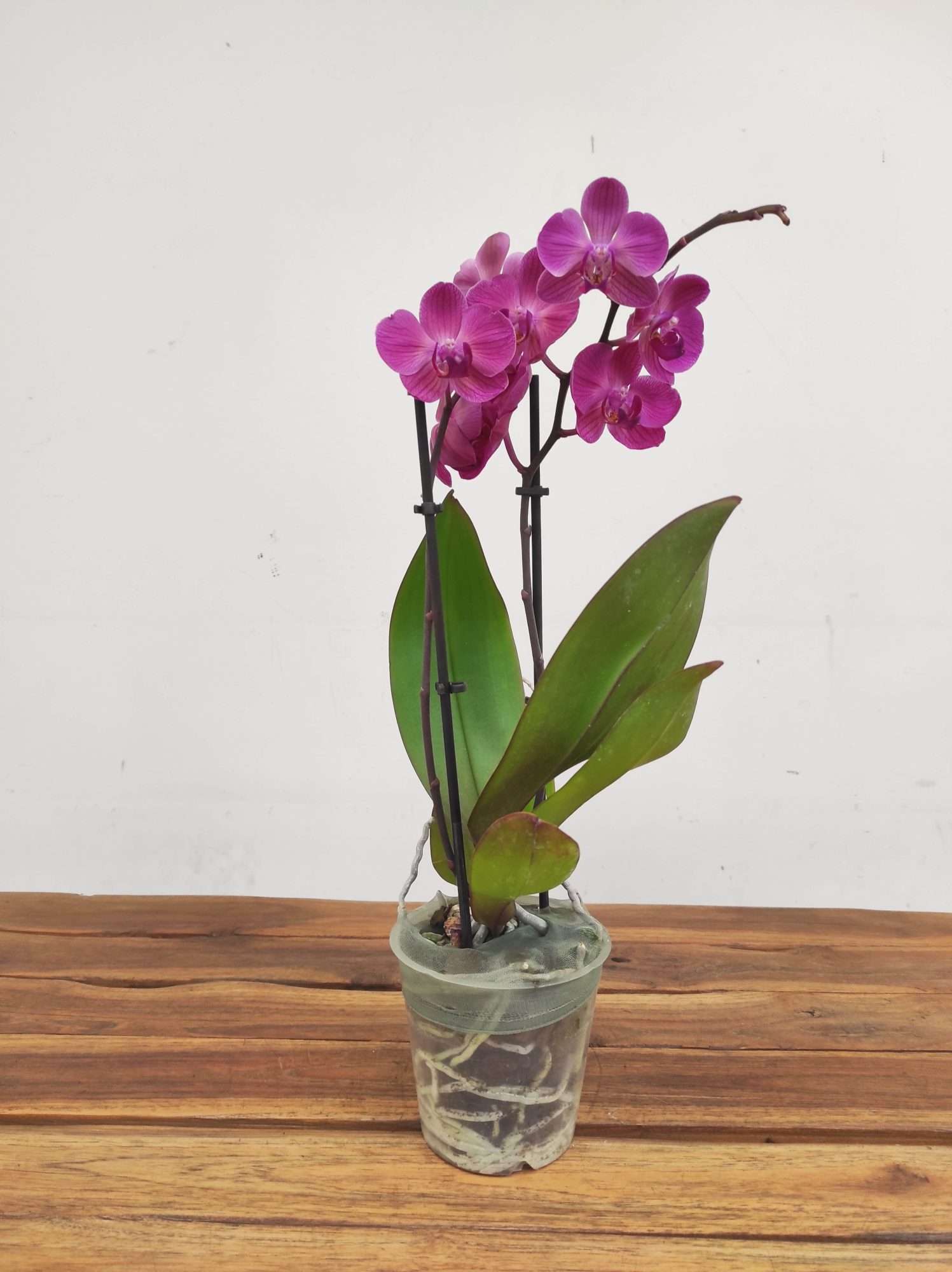 Phalaenopsis V.12 - Image 2