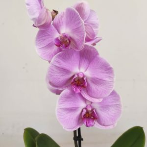 Phalaenopsis V.12