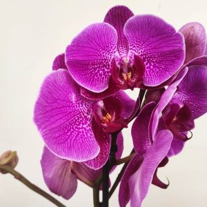 Phalaenopsis V.12