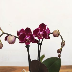 Phalaenopsis V.9