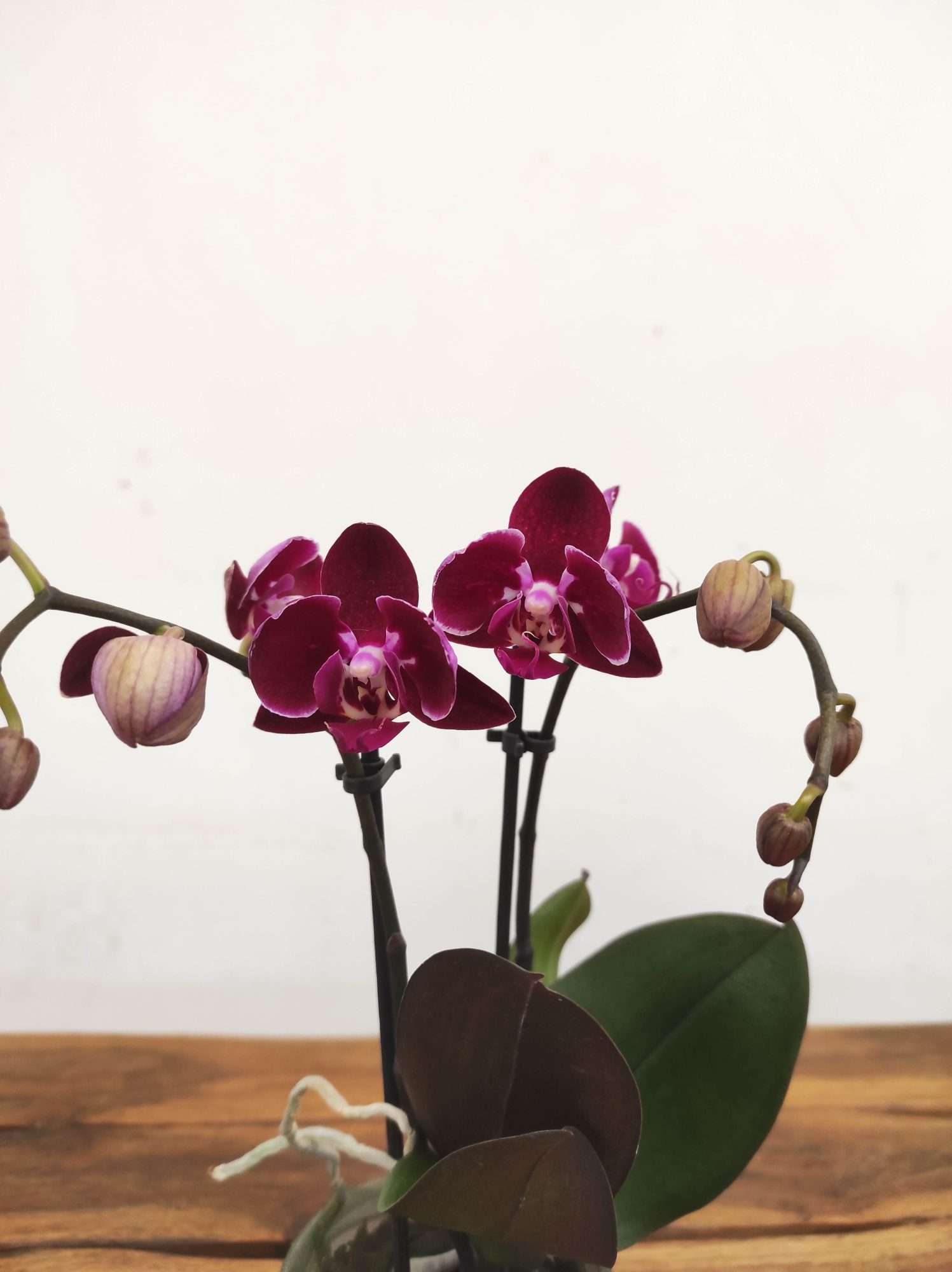 Phalaenopsis V.9