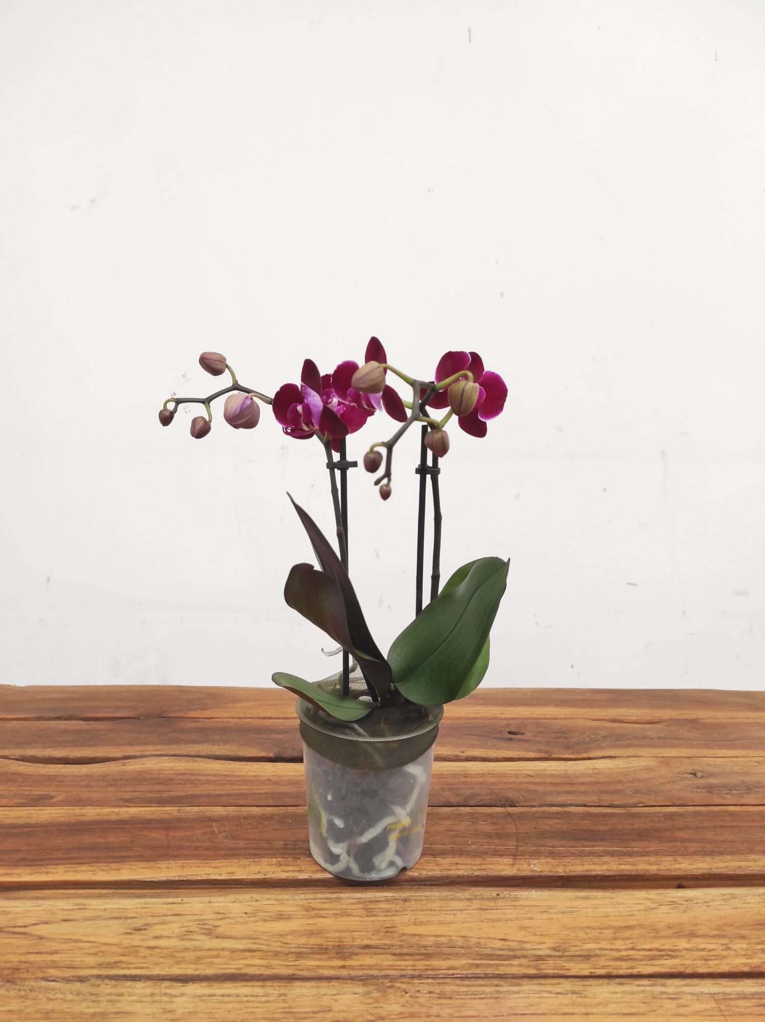 Phalaenopsis V.9 - Image 2