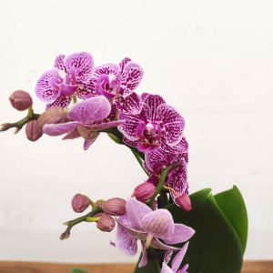 Phalaenopsis V.9