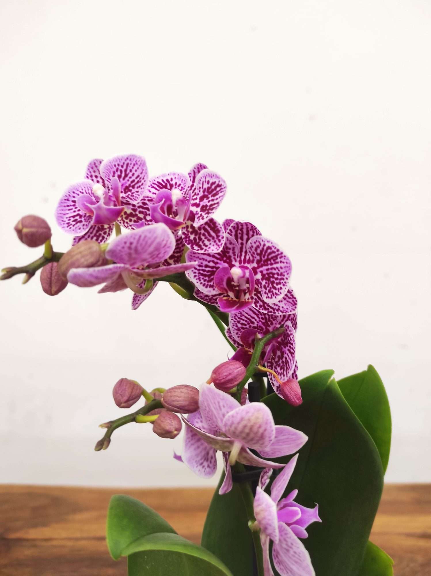 Phalaenopsis V.9