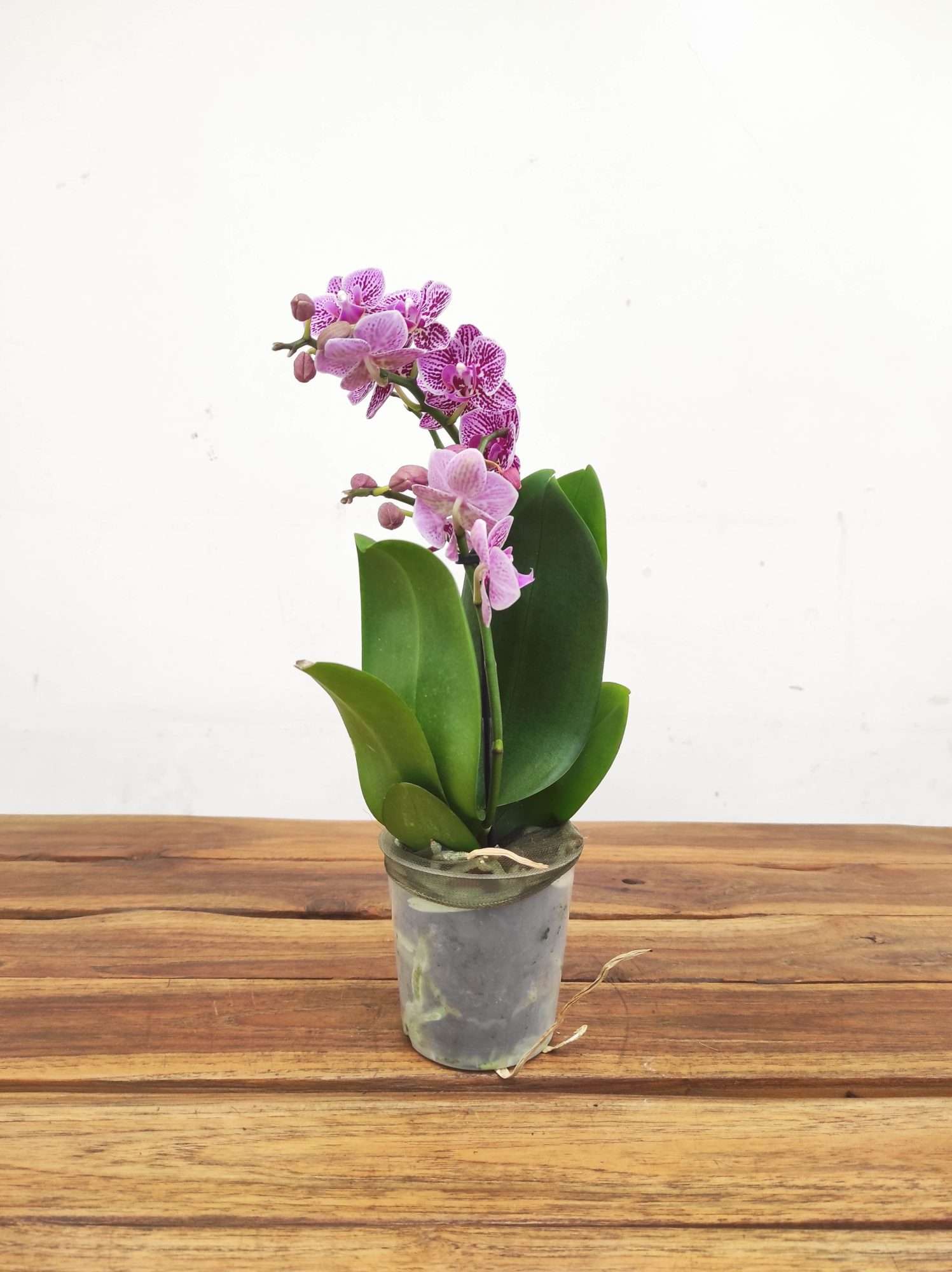 Phalaenopsis V.9 - Image 2