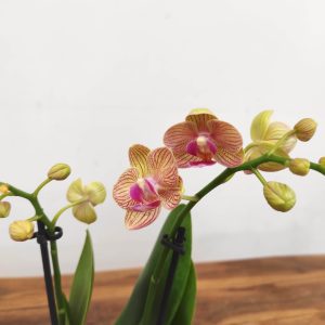 Phalaenopsis V.9