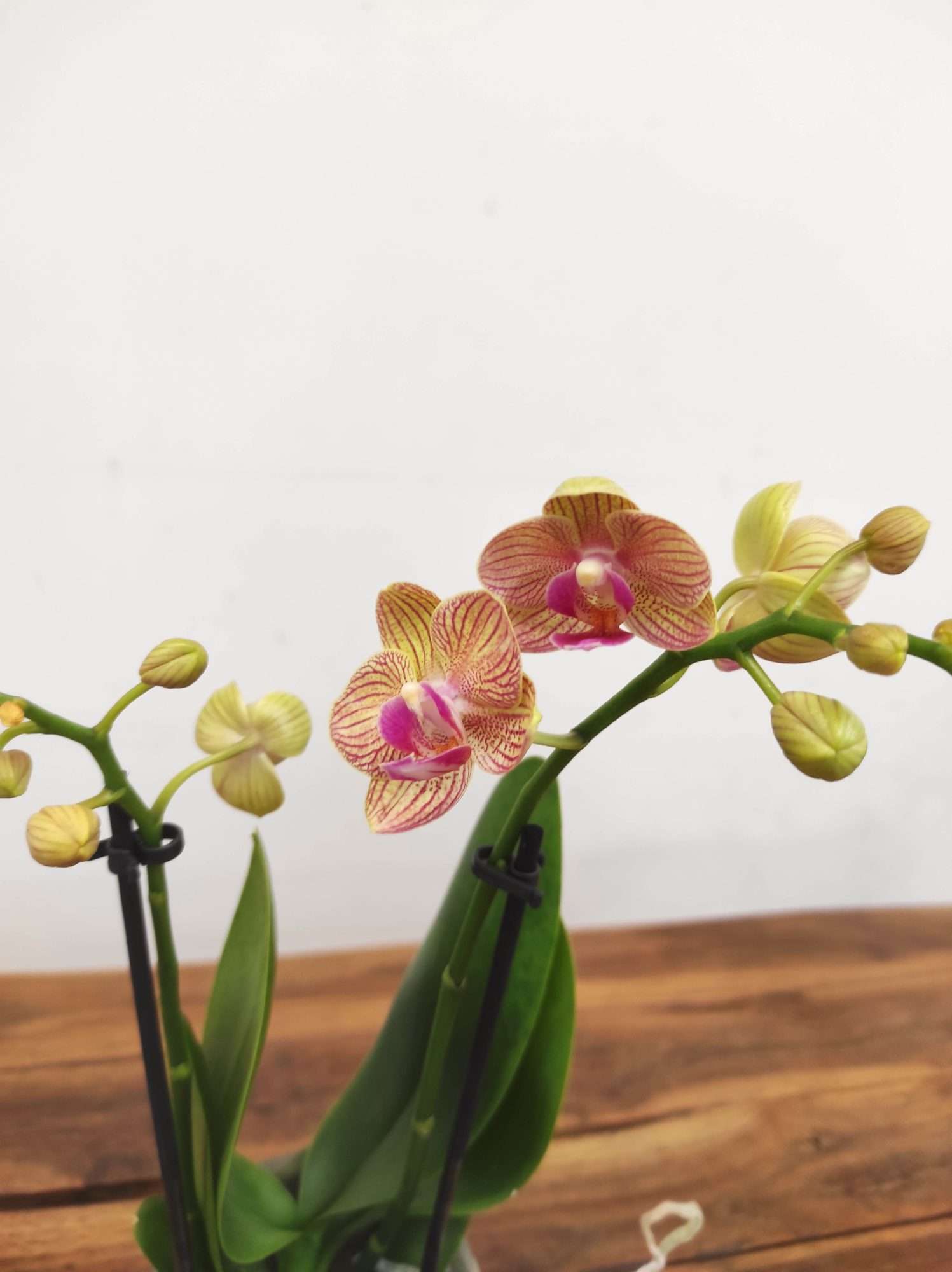 Phalaenopsis V.9