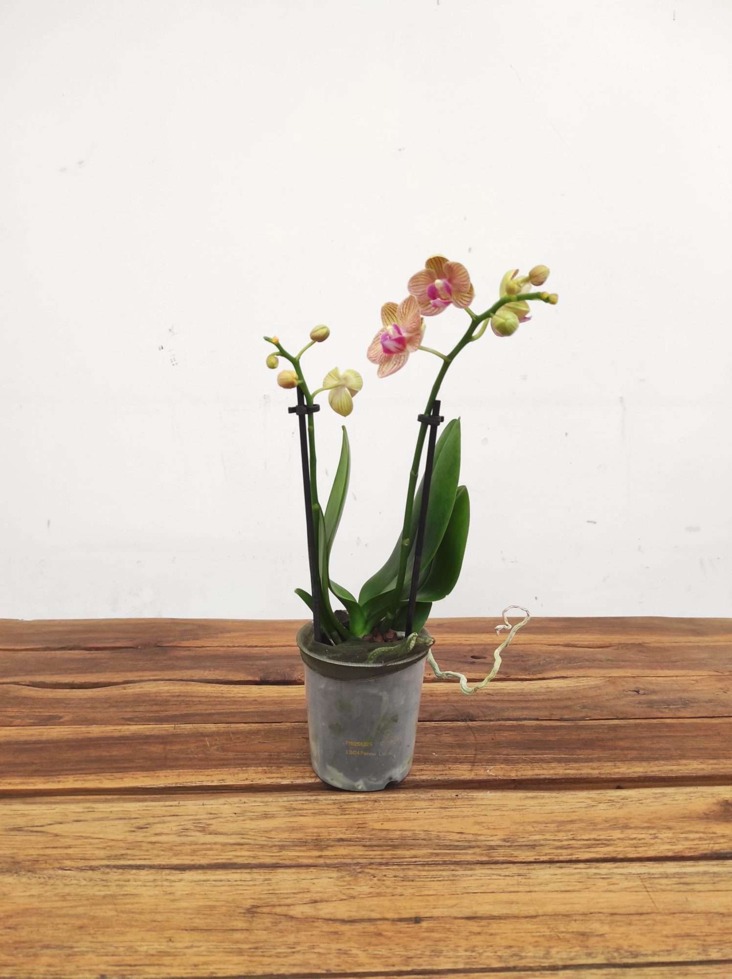 Phalaenopsis V.9 - Image 2