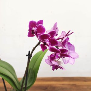 Phalaenopsis V.9