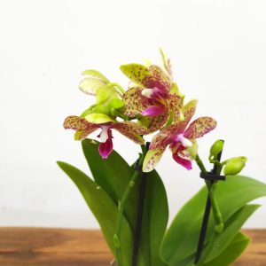 Phalaenopsis V.9