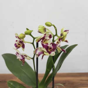 Phalaenopsis V.9