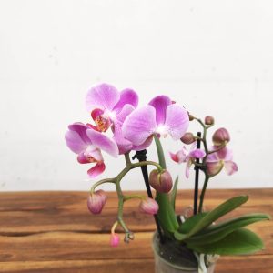 Phalaenopsis V.9