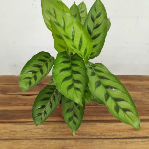 Calathea 'Leopardina'